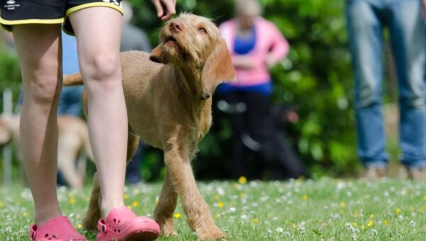 Can Fest México 2026: adopciones, atención veterinaria y una carrera para disfrutar con tu perro en CDMX