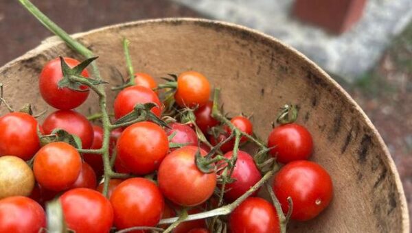 Jitomates, salsas y semillas criollas: Los Pinos tendrá una feria para celebrar un ingrediente esencial de la cocina mexicana